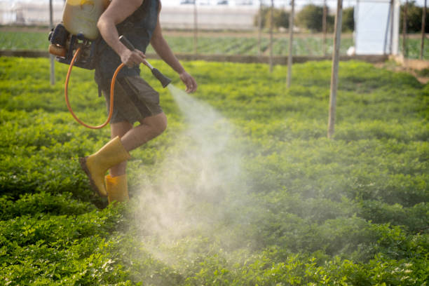 Best Pest Removal Services  in Ardia, CA